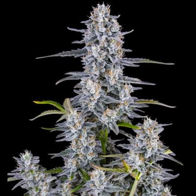 Super Boof Auto > Fast Buds | Autoflowering Cannabis   |  Hybrid